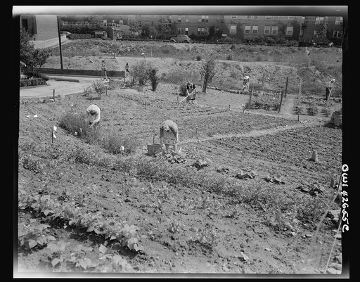 New York, New York. Victory gardening at Forest Hills, Queens