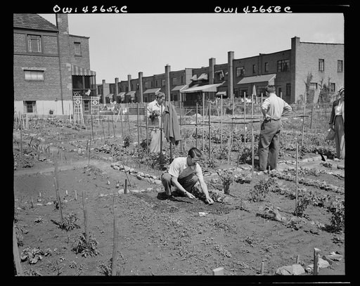New York, New York. Victory gardening at Forest Hills, Queens