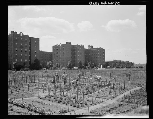 New York, New York. Victory gardening at Forest Hills, Queens