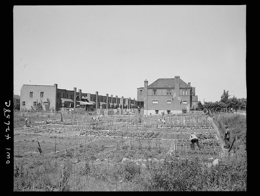 New York, New York. Victory gardening at Forest Hills, Queens