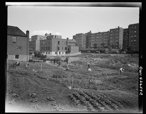 New York, New York. Victory gardening at Forest Hills, Queens