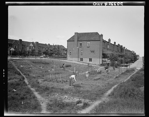 New York, New York. Victory gardening at Forest Hills, Queens