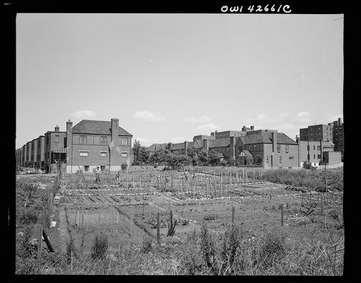 New York, New York. Victory gardening at Forest Hills, Queens