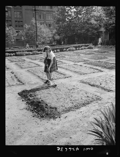 New York, New York. Children's school victory gardens on First Avenue between Thirty-fifth and Thirty-sixth Streets
