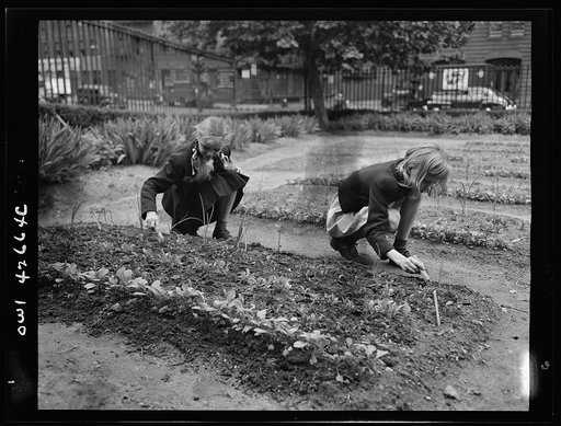 New York, New York. Children's school victory gardens on First Avenue between Thirty-fifth and Thirty-sixth Streets
