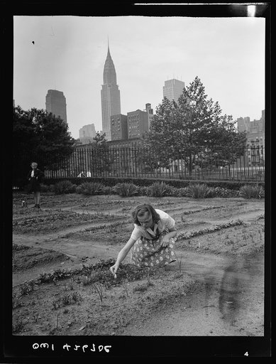 New York, New York. Children's school victory gardens on First Avenue between Thirty-fifth and Thirty-sixth Streets