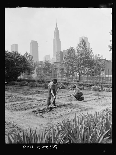 New York, New York. Children's school victory gardens on First Avenue between Thirty-fifth and Thirty-sixth Streets