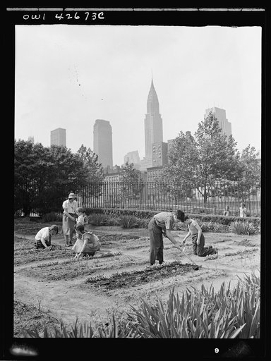 New York, New York. Children's school victory gardens on First Avenue between Thirty-fifth and Thirty-sixth Streets
