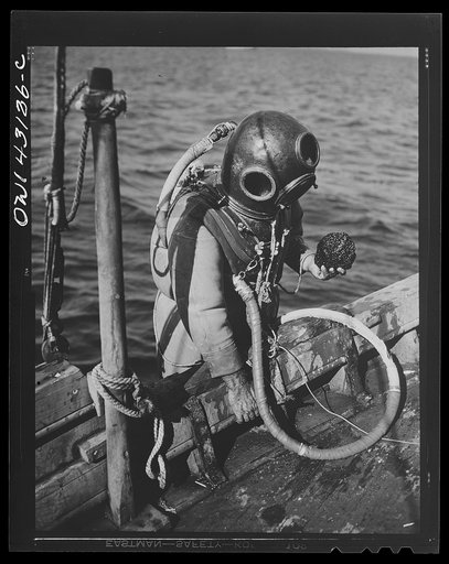 Tarpon Springs, Florida. A Greek-American deep sea sponge diver climbing back into the boat. He is holding a sponge in his hand