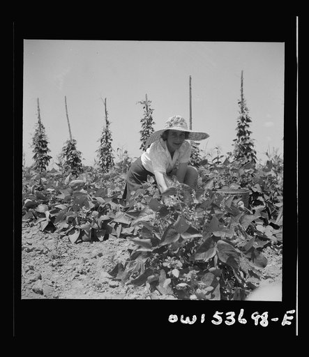 Dresher, Pennsylvania. The wife of the owner of the Spring Run Farm picking beans in the truck