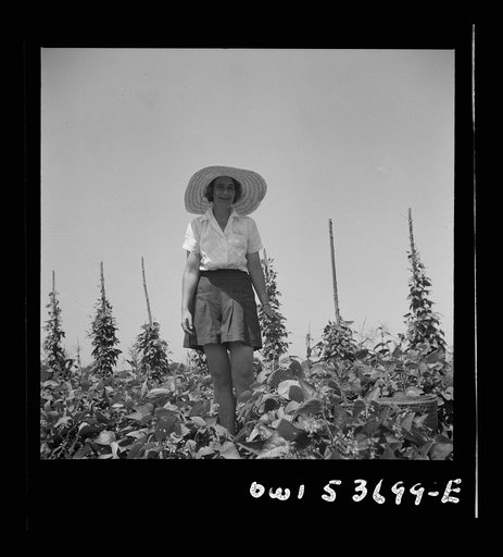 Dresher, Pennsylvania. The wife of the owner of the Spring Run Farm in the truck garden