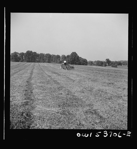 Dresher, Pennsylvania. Raking hay into rows prior to being picked up by baler at the Spring Run Farm