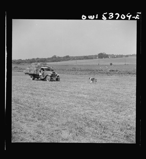 Dresher, Pennsylvania. Driving in a truck which has been loaded with baled hay at the Spring Run Farm
