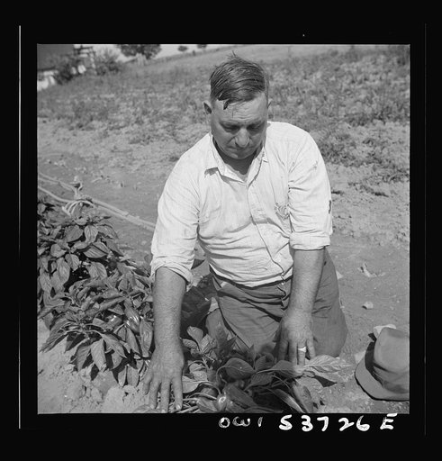 Dresher, Pennsylvania. The owner of the Spring Run Farm looking at his pepper plants