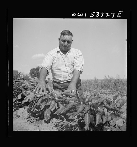 Untitled photo, possibly related to: Dresher, Pennsylvania. The owner of the Spring Run Farm looking at his pepper plants