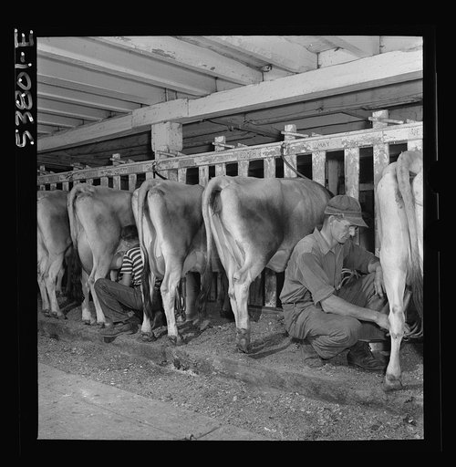 East Montpelier, Vermont. Milking time on Charles Ormsbee's farm. He and his son Conrad, age eleven, are using automatic milkers. Mr. Ormsbee agreed to increase his Jersey herd from twenty-five to thirty milkers, to aid in the Food for Freedom program