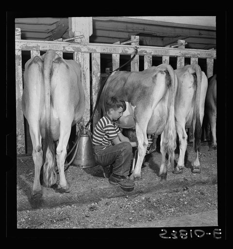East Montpelier, Vermont. Conrad, age eleven, son of Charles Ormsbee, a member of the Capital City Boys 4-H club, who is raising a Jersey calf as his war project, helping his father at milking time. He knows how to use the automatic electric milker