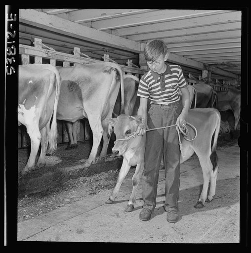 East Montpelier, Vermont. Conrad, age eleven, son of Charles Ormsbee, a member of the Capital City Boys 4-H Club, who is raising a Jersey calf as his war project