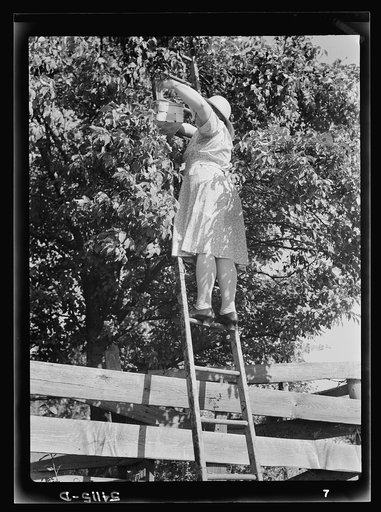 Mrs. Wright Hendricks picking prunes