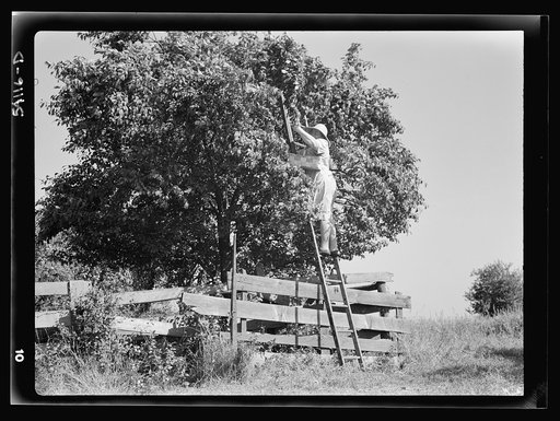 Mrs. Wright Hendricks picking prunes