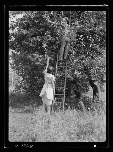 Mrs. Albert Yaeger and son Walter picking apples to be dried