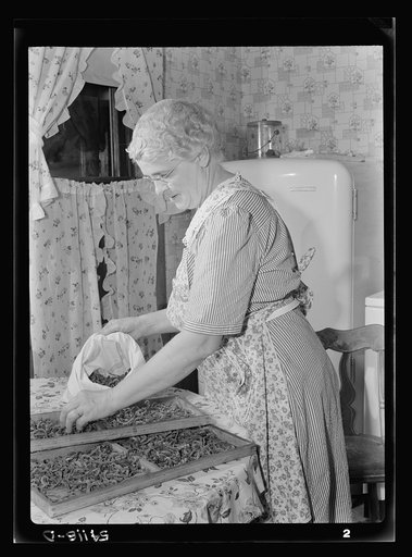 Mrs. Frank Rogers storing dried beans in muslin bags