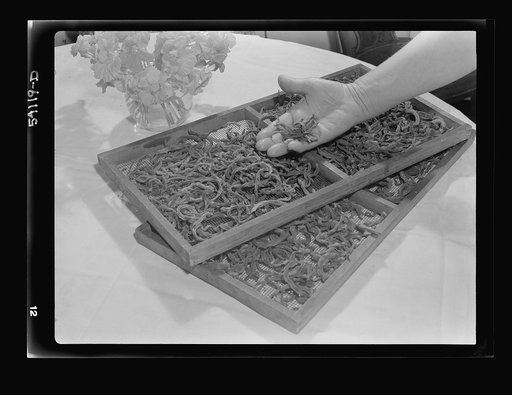 Dehydrated pencil pod beans still on dryer drawers