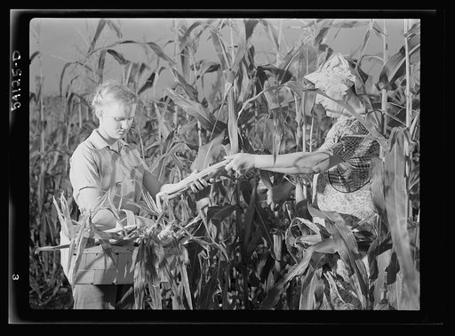 Mrs. Harry Mercer and neighbor Betty McClay, picking corn to be dried and stored for home use