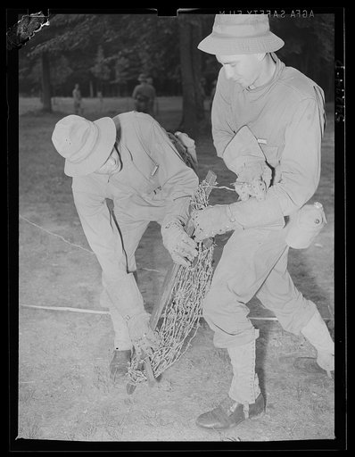 Fort Belvoir, Virginia. Two soldiers, wearing heavy gloves, handling barbed wire steel screw type picket