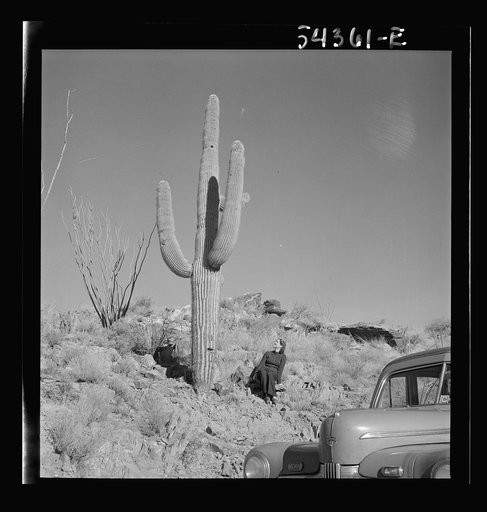 Kingman (vicinity), Arizona. A scene in the desert mountain type of country in which tungsten ore is mined. Giant cactus, sage brush, and fouquiera (?) represent the vegetation of this area. The size of the cactus is illustrated by comparison with a lady and an automobile in the foreground