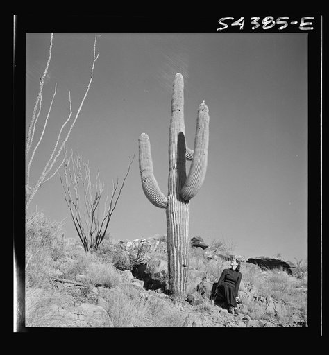 Untitled photo, possibly related to: Kingman (vicinity), Arizona. A scene in the desert mountain type of country in which tungsten ore is mined. Giant cactus, sage brush, and fouquiera (?) represent the vegetation of this area. The size of the cactus is illustrated by comparison with a lady and an a
