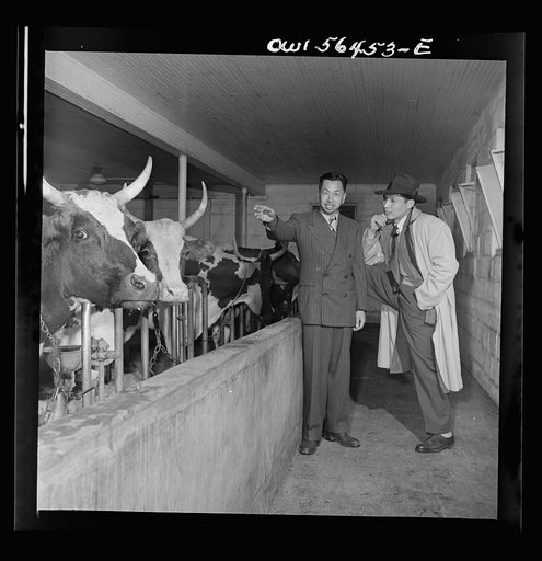 Chinese technical experts inspect model barn at University of Maryland barn, which is part of the UNRRA (United Nations Relief and Rehabilitation Administration) training center. From left: C.C. Chen and C.K. Lin