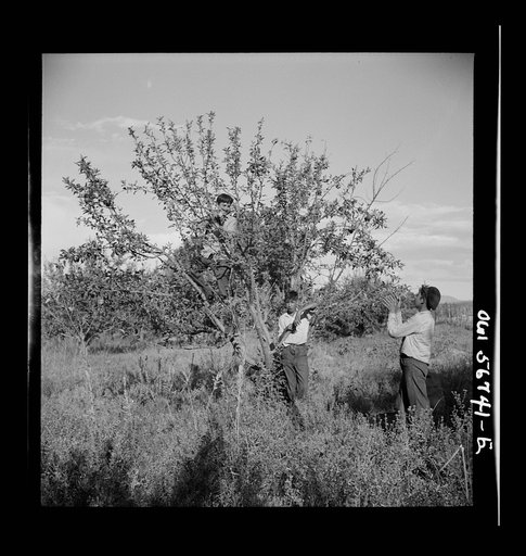 Miscellaneous lot of photographs by Barbara Wright. New Mexico