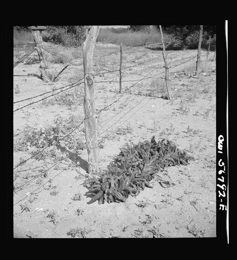 Miscellaneous lot of photographs by Barbara Wright. New Mexico