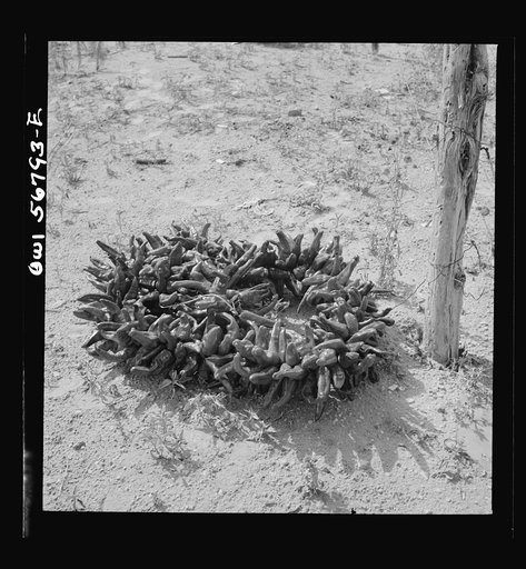 Miscellaneous lot of photographs by Barbara Wright. New Mexico