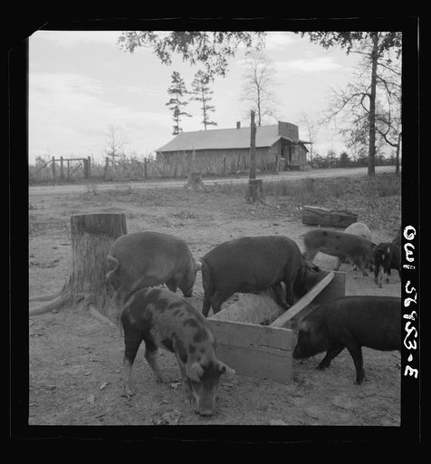 Miscellaneous lot of photographs by Barbara Wright. Tennessee, e.g. TVA, Knoxville