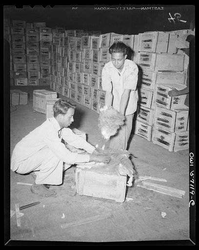 United States "lend-lease" program in eastern India. Valuable mica is packed for shipment to the United States from India. Mica is essential in the manufacture of aircraft, some sixteen pounds being used in each bomber. It is furnished to the United States on a reverse lend-lease basis and enjoys to