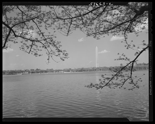 Untitled photo, possibly related to: Washington, D.C. Washington Monument