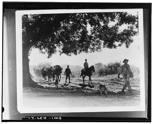 Fort Sill, Oklahoma. Early morning sun gives little warmth to these men of Battery C, 26th Battalion, in the Field Artillery Replacement Training Center. A mule-pack outfit, they carry on, rain or shine, hot or cold, complete with their canine mascots