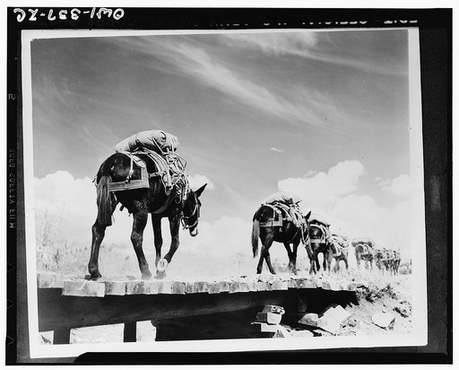 Mountain troops testing the relative merits of the mule and the jeep. Slowly but surely the mules plod their five-mile-per-hour pace up the mountain. They are more surefooted than the horse and follow the lead animal willingly