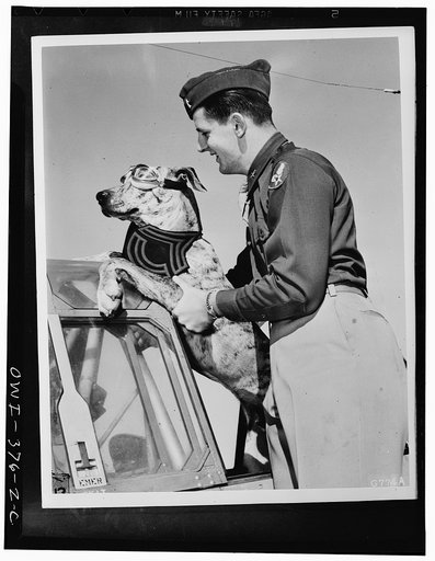 Enid, Oklahoma. Tiger, a six-month-old Great Dane, earned his sergeant's stripes the hard way, by rousing a whole barracks of men at the Oklahoma flying school each morning. His cold nose against a soldier's cheek is the signal to get up. His master, Lieutenant Robert E. Davidson of Enid, is lifting