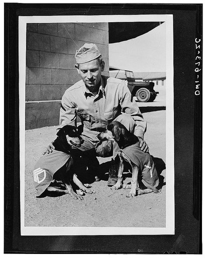 Private First Class Norman Diamond of Brooklyn, New York gives a congratulatory pat to "Staff Sergeant Basic" and "Private First Class Adler," who have just received promotions under authority of DL (Dog Land) regulation 0000-900. They are mascots of a U.S. Signal Service company somewhere in India