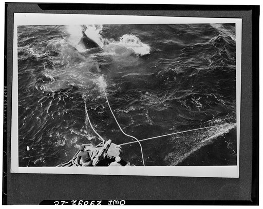 Manila lines bring whale to surface. Two six-inch manila lines bring their mammal cargo to the surface after the whale has been harpooned. The gunner at bottom of photo is maneuvering his "catch" carefully