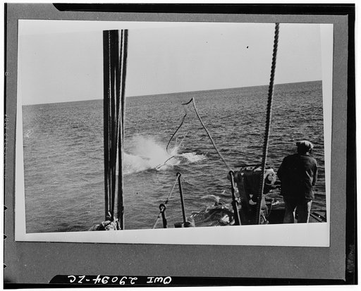 Harpoon hits humpback whale. The humpback whale has just been hit by the harpoon, and the bomb on the harpoon head has exploded. The gunner who fired the shot is shown in the foreground. The twisting of six-inch manila line attached to harpoon indicates the force of the impact