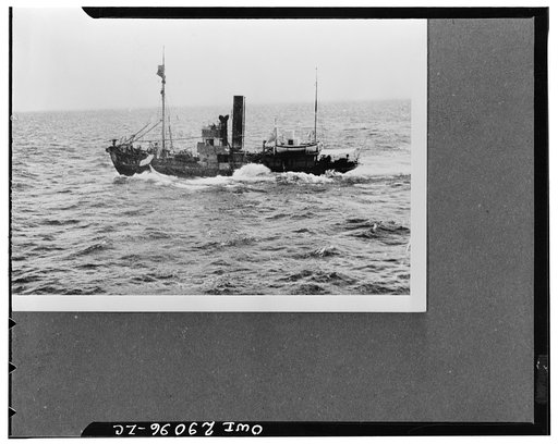 Killer boat used in whaling. The "killer boat" shown here is employed for the actual harpooning of whales. The harpoon gun may be seen on the prow. At left is the narrow "walk" from the captain bridge to the gun. When the whale is sighted, all movements of the "killer boat" are directed by the gunne