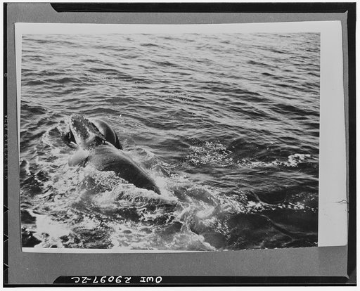 Humpback whale floats on surface. The head, tongue and fore part of the back of the harpooned whale are shown rising above the water. Three rows of knoblike protuberates can be seen on the snout. The blow holes on top of the head are open, while the humpback sucks in air to fill its lungs. The whale