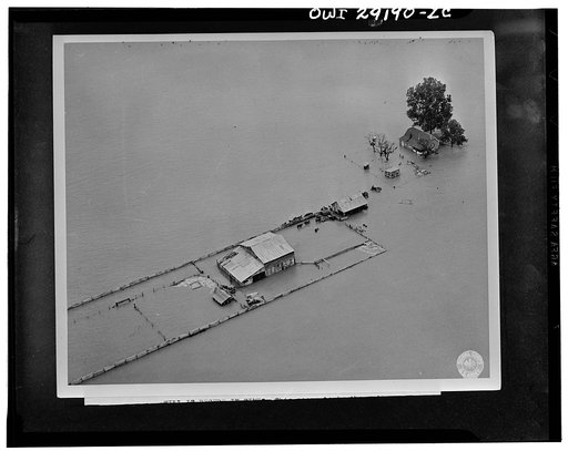 Hungry cattle standing in the flood waters of the Arkansas river for the third or fourth day in the enclosure of a formerly prosperous farmstead. Unless the grass appears on the surface soon, the animals, after having escaped deathe by drowning, will succumb to starvation.