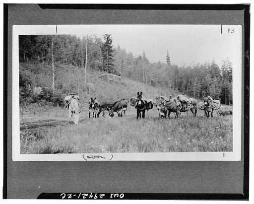 Rio Grande canyon, Colorado. Pack train heading for camp on an old road used 60 years ago for freighting between Denver and Pueblo and Silverton and Durango