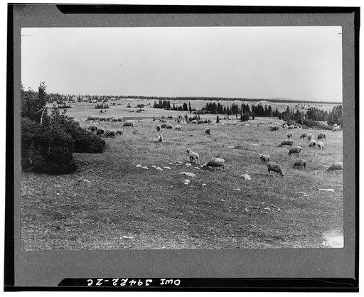 Medicine Bow National Forest. Sheep grazing on a part of the Libby Flats sheep allotment