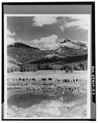 Basalt, Colorado. Cattle on the Tucker McClure ranch